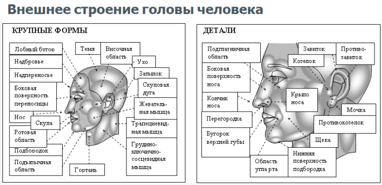 Как правильно писать башка. Строение внутренних органов головы. Внутреннее строение головы человека. Из чего состоит голова человека анатомия. Наружное строение головы человека.