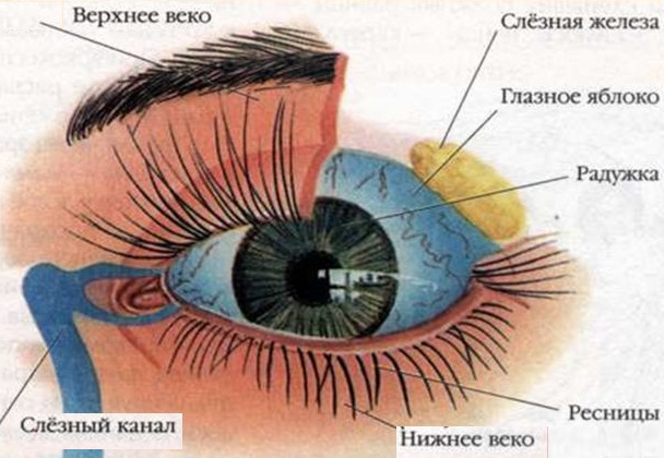 анатомия- глаза