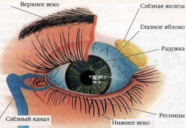 Веко глаза это где фото
