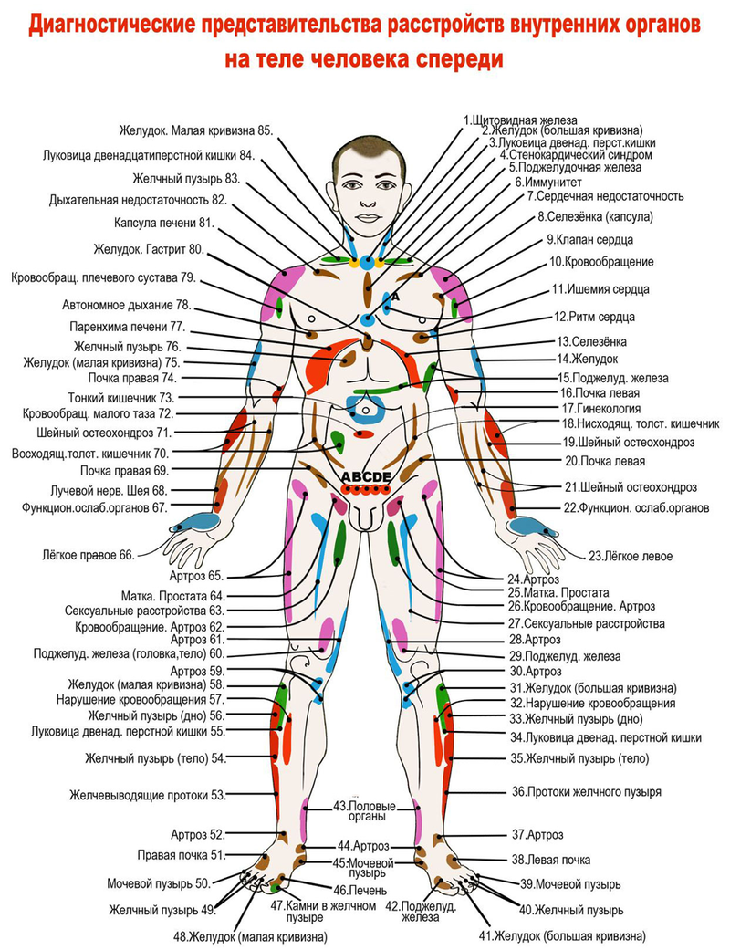 Внутренние органы человека схема фото