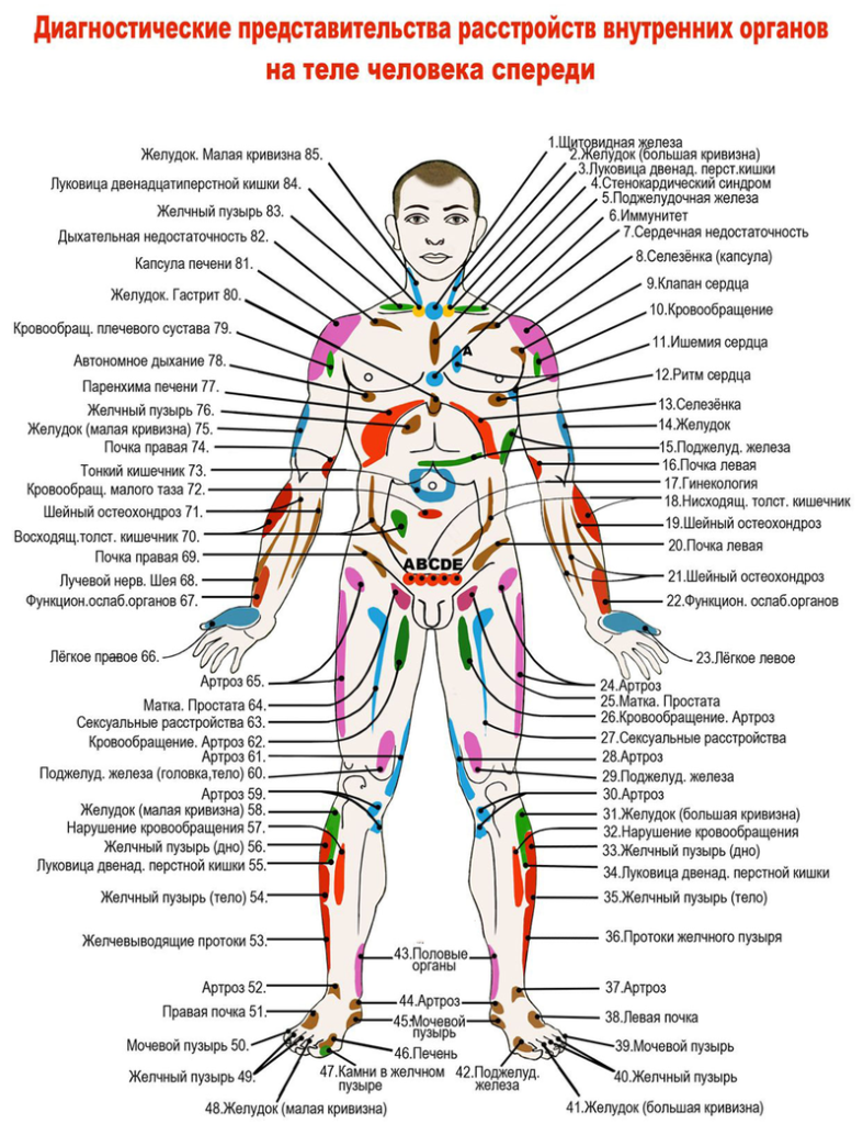 Расположение органов у человека в брюшной полости у мужчины картинка спереди фото