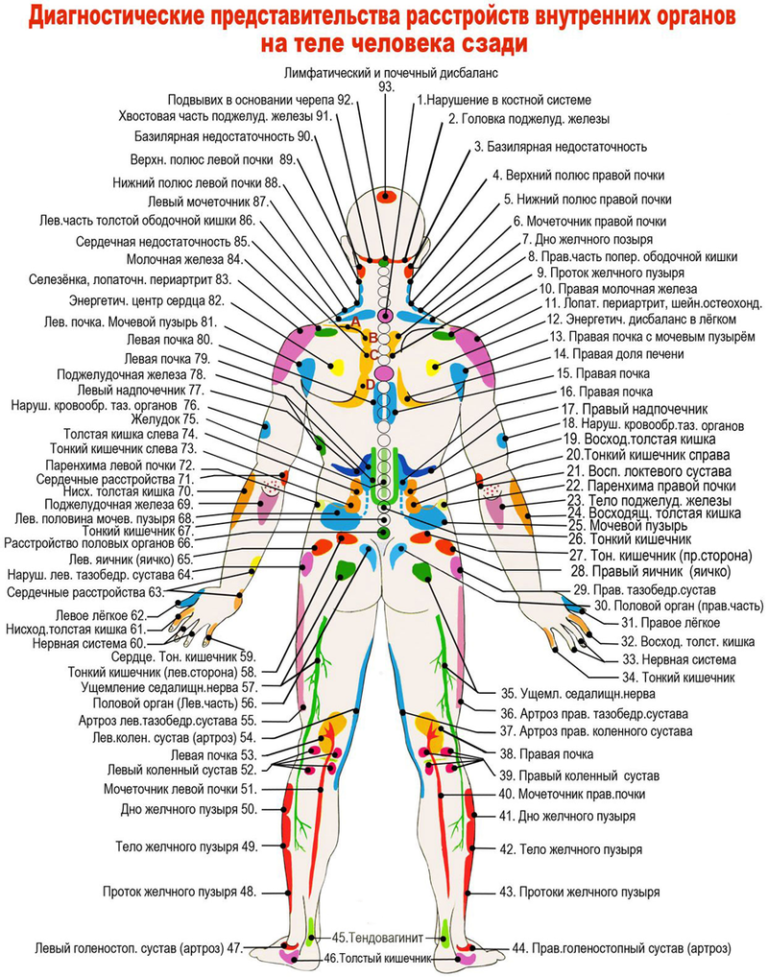 Показать на картинке расположение внутренних органов человека