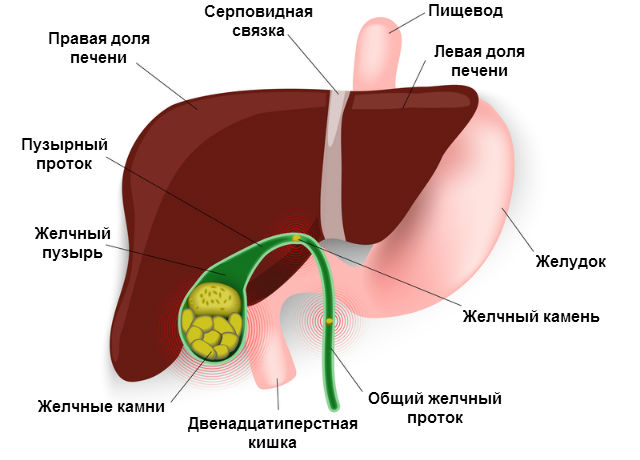 Кровоснабжения печени желчного пузыря thumbnail