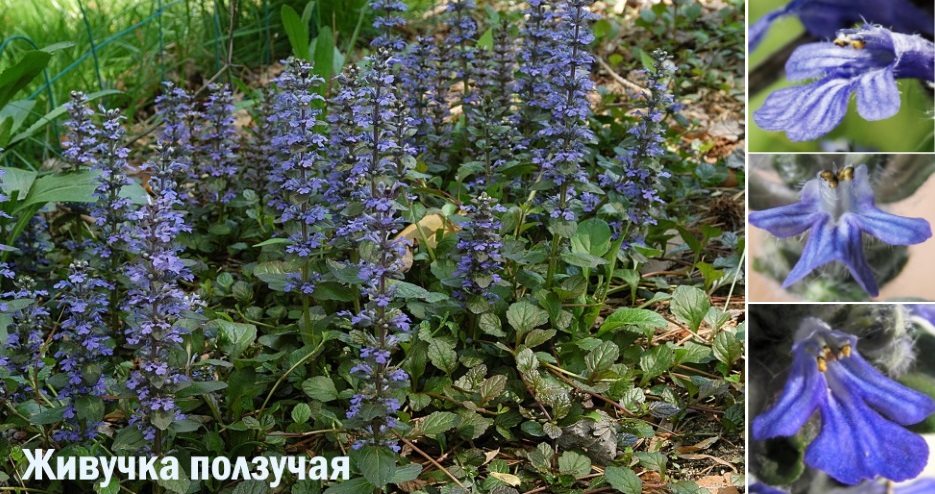 Живучка ползучая схема посадки