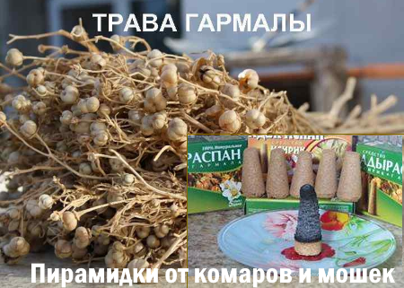 Исирик трава перевод на русский язык фото