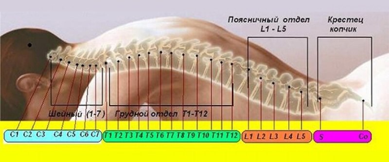 Карта вашего тела на позвоночном столбе