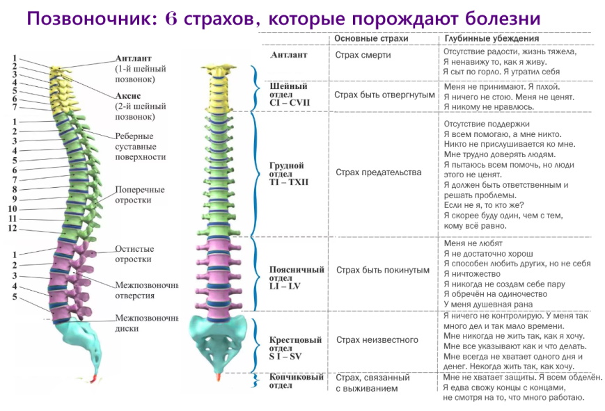 Диагностика по позвоночнику схема